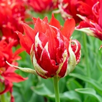 Tulipan Red Spider 8 løg